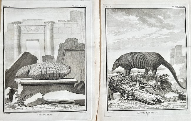 Georges-Louis Leclerc, Comte de Buffon (1707–1788) – Set of 2: The Encoubert: This set of two zoological plates features different species of Armadillo (L'Encubert and the Cabassou), showcasing the armor-plated mammals native to Central and South America. The left plate depicts