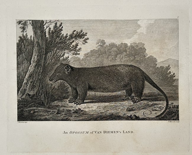 John Webber (1751–1793) – An Opossum of Van Diemen's Land – Large Folio (1784) (1 of 2)