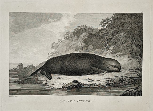 John Webber (1751–1793) – A Sea Otter – Large Folio (1784): This engraving, titled A Sea Otter, is a natural history illustration depicting the marine mammal lying on a rocky shore beside the water. The animal is shown in profile, with a backdrop of a rough co