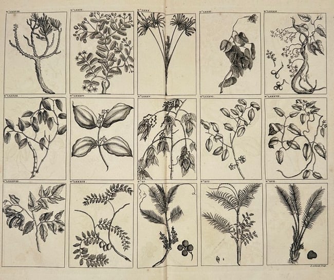 François Valentijn (1666–1727) – Tropical Plants and Trees of the East Indies (1 of 2)