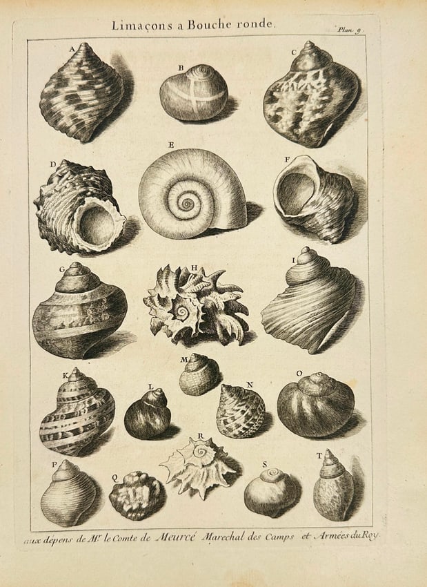 Jean-Baptiste de La Caille Dezallier d'Argenville – Antique Shell Engravings (1 of 2)
