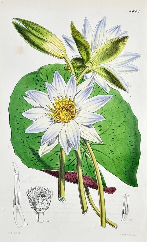 William Curtis (1746–1799) – White Water Lily (Nymphaea) – Hand-Colored Engraving: This botanical illustration showcases a large White Water Lily (Nymphaea species), centered on an open flower with numerous white petals, contrasting with a golden-yellow stamen structure. A second fl