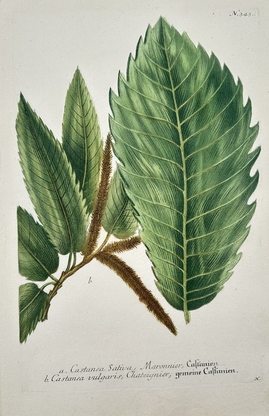 Johann Wilhelm Weinmann– Illustration of Sweet Chestnut – Hand-colored engraving (1 of 2)
