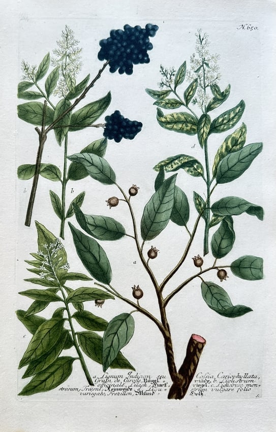 Johann Wilhelm Weinmann (1683–1741) – Various Privet Species: This detailed botanical engraving depicts various species from the genus Ligustrum, commonly known as privet. The illustration is from the monumental botanical atlas Phytanthoza Iconographia, a landma