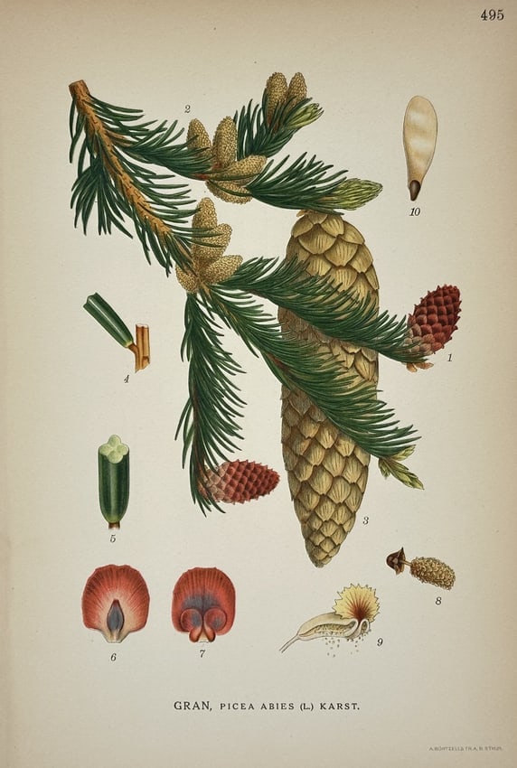 Carl Axel Magnus Lindman – Gran, Picea Abies (L.) Karst. (Norway Spruce): This print is a detailed illustration of a botanical specimen, Gran, Picea Abies (L.) Karst. (Norway Spruce). The illustration shows a branch of the spruce bearing mature and immature cones, needles, 