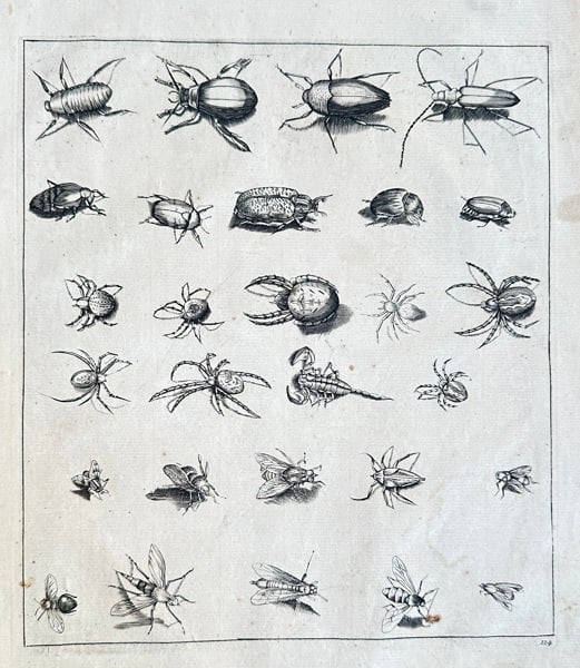 Frederik de Wit (1630–1706)– Entomological Plate with Beetles, Spiders, Flies (1 of 2)
