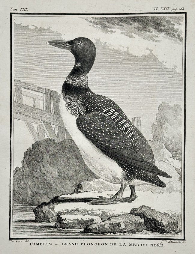 Georges-Louis Leclerc, Comte de Buffon – The Imbrim or Great Loon of the North: This ornithological illustration depicts a large water bird, identified as L'IMBRIM OU GRAND PLONGEON DE LA MER DU NORD (The Imbrim or Great Loon of the North Sea). This refers to the Great Northern L