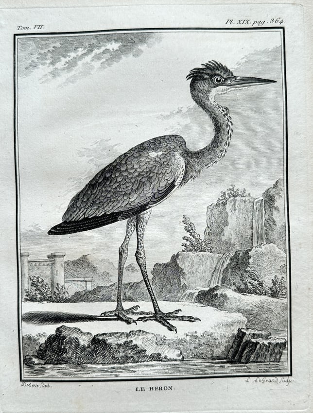 Georges Louis Leclerc, Comte de Buffon – Le Héron (The Heron): This detailed engraving, titled "LE HERON." (The Heron), was designed by Duplessis and engraved by Augustin Grandon. It originates from Volume VII, Plate XIX, of Georges Louis Leclerc, Comte de Buffon