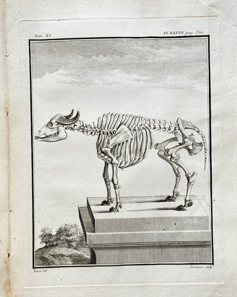 Georges-Louis Leclerc, Comte de Buffon (1707–1788) – The Skeleton of an Aurochs: This detailed zoological engraving depicts the complete skeleton of an aurochs, Bos primigenius, a large extinct bovine species. The illustration is from Buffon's monumental work, Histoire Naturelle, 