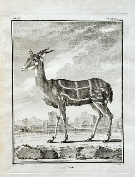 Georges-Louis Leclerc, Comte de Buffon (1707–1788) – The Bushbuck – Engraving: This detailed zoological engraving depicts a bushbuck, Tragelaphus scriptus, an African antelope. The illustration is from Buffon's monumental work, Histoire Naturelle, générale et particulière, sp