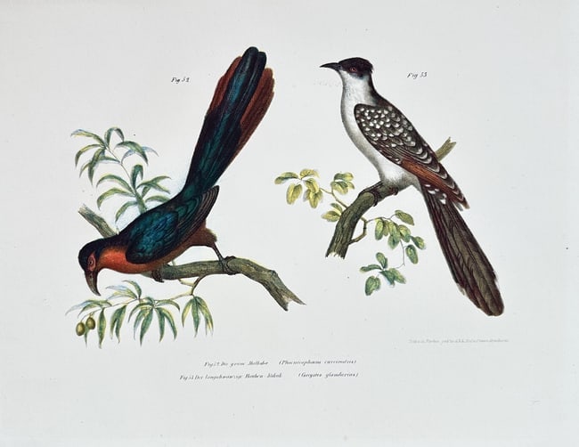 Karl Joseph Brodtmann – Hook-billed Vanga and Spotted Cuckoo: This detailed ornithological illustration depicts two distinct bird species, arranged on separate branches against a plain background. On the left is the Hook-billed Vanga, a striking bird with deep t