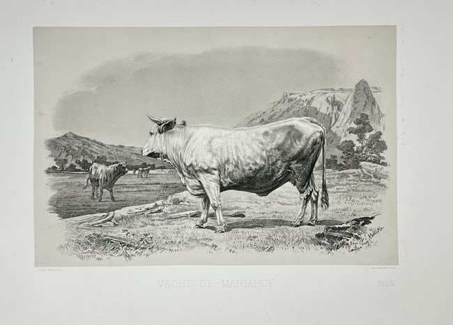 Emile Baudement – Mariahof Cow – Plate LI from Les races bovines - Heliogravure (1 of 2)