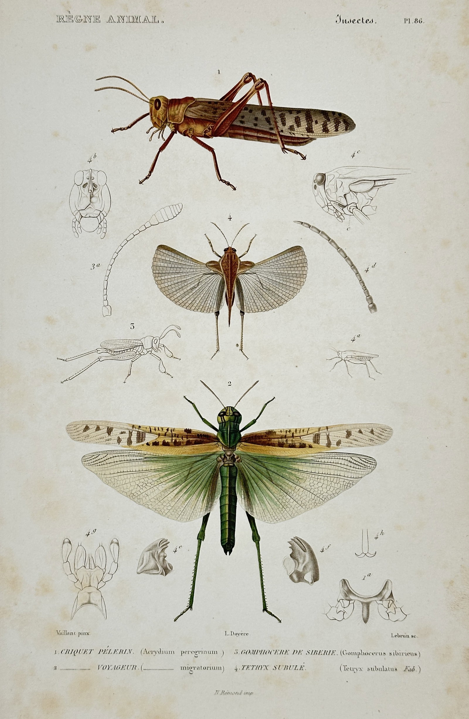 Georges Cuvier –Desert Locust and Siberian Grasshopper – Hand-colored copperplate engraving: This hand-colored copperplate engraving depicts various insects, specifically large Orthoptera, including the migratory Criquet Pèlerin (Desert Locust), the Siberian Grasshopper, and several detailed