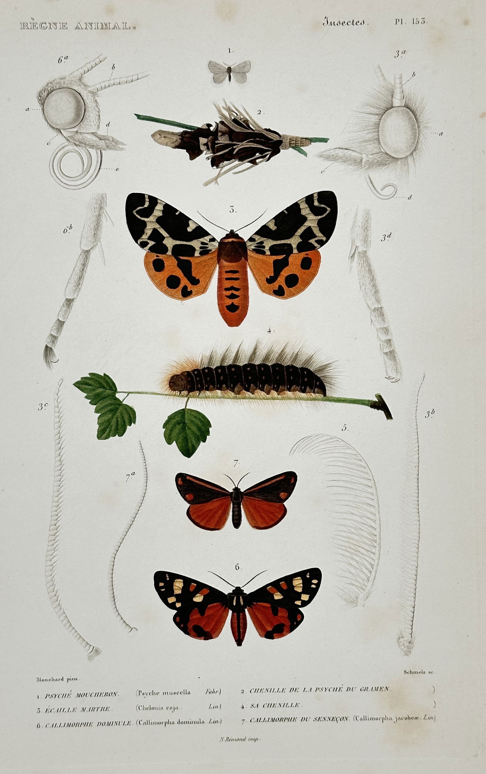Georges Cuvier – Silkworm Life Cycle – Hand-colored copperplate engraving (1 of 2)