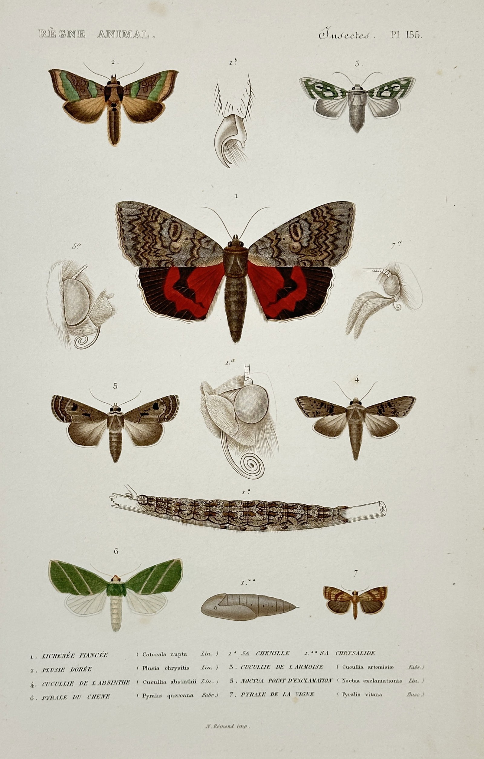 Georges Cuvier – Moths including the Red Underwing and Small Emerald: This hand-colored copperplate engraving features various species of moths, including the prominent Red Underwing Moth and the Small Emerald moth, originating from the influential zoological series Le 
