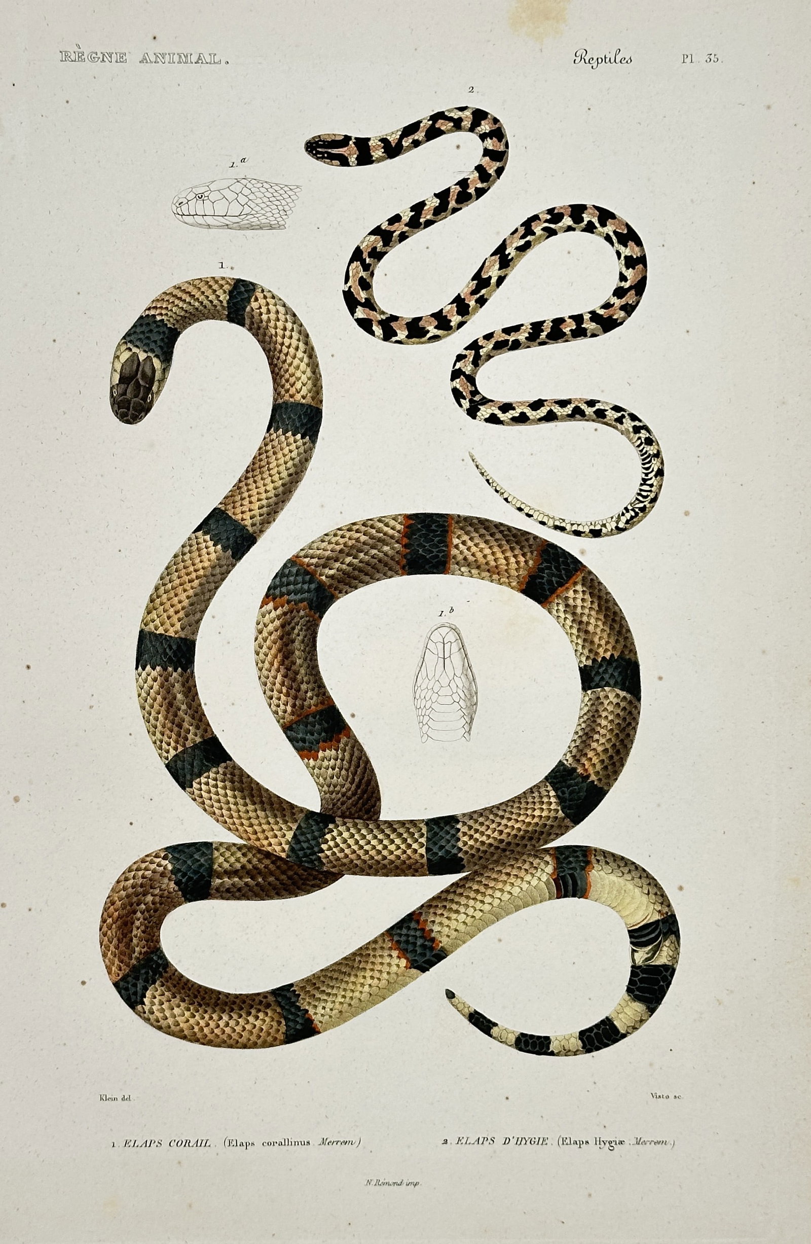 Georges Cuvier – Snake – Hand-colored copperplate engraving - 19th Century: This hand-colored copperplate engraving published in the renowned zoological treatise Le Règne Animal.Georges Cuvier was a prominent French naturalist and zoologist, recognized as the founder of comp