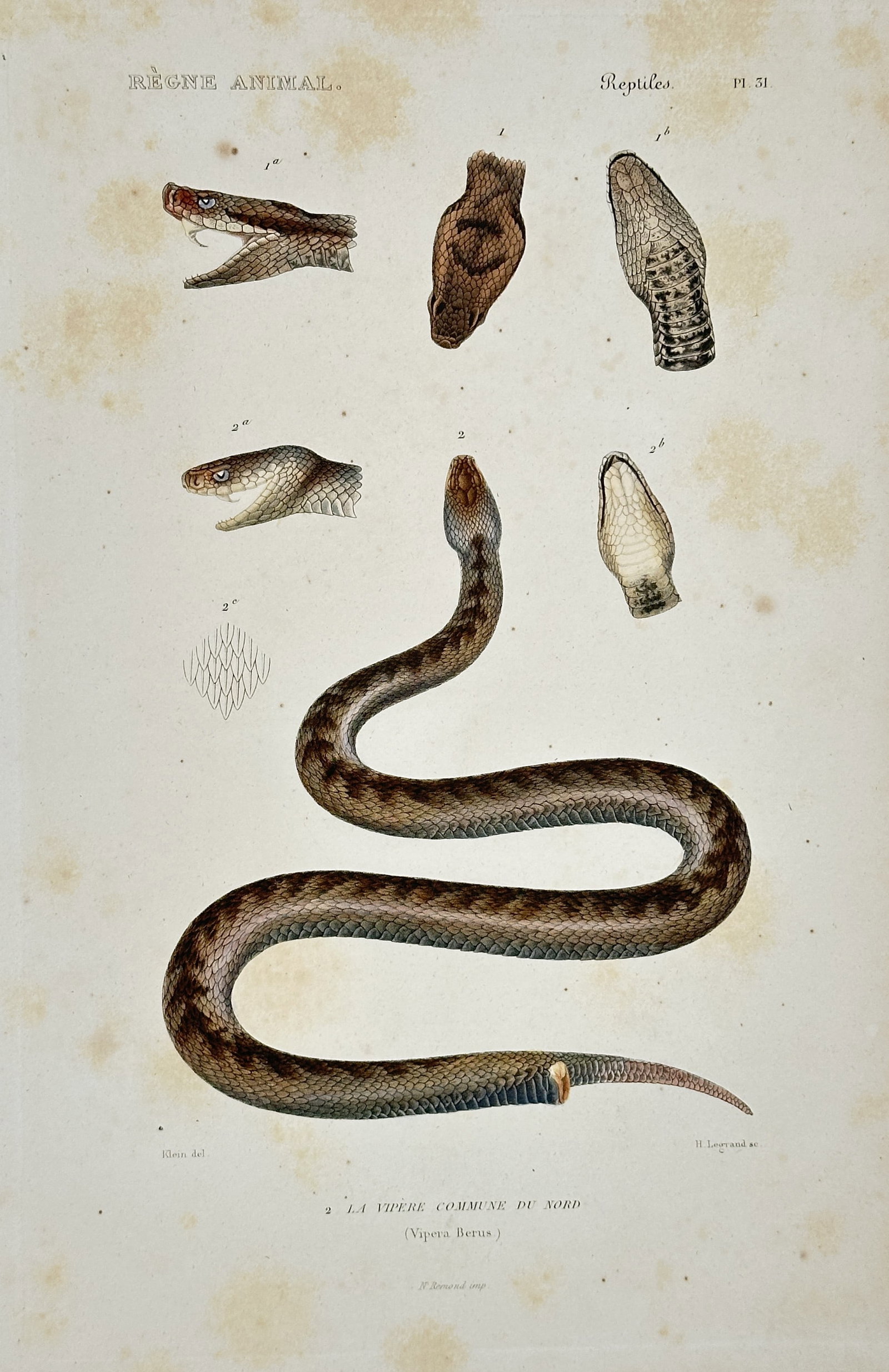 Georges Cuvier – Scarlet Tiger Moths and other Lepidoptera: This hand-colored copperplate engraving features various species of moths, including two detailed illustrations of the Scarlet Tiger Moth, alongside the Muslin Vapourer moth and a species of Psyche. T