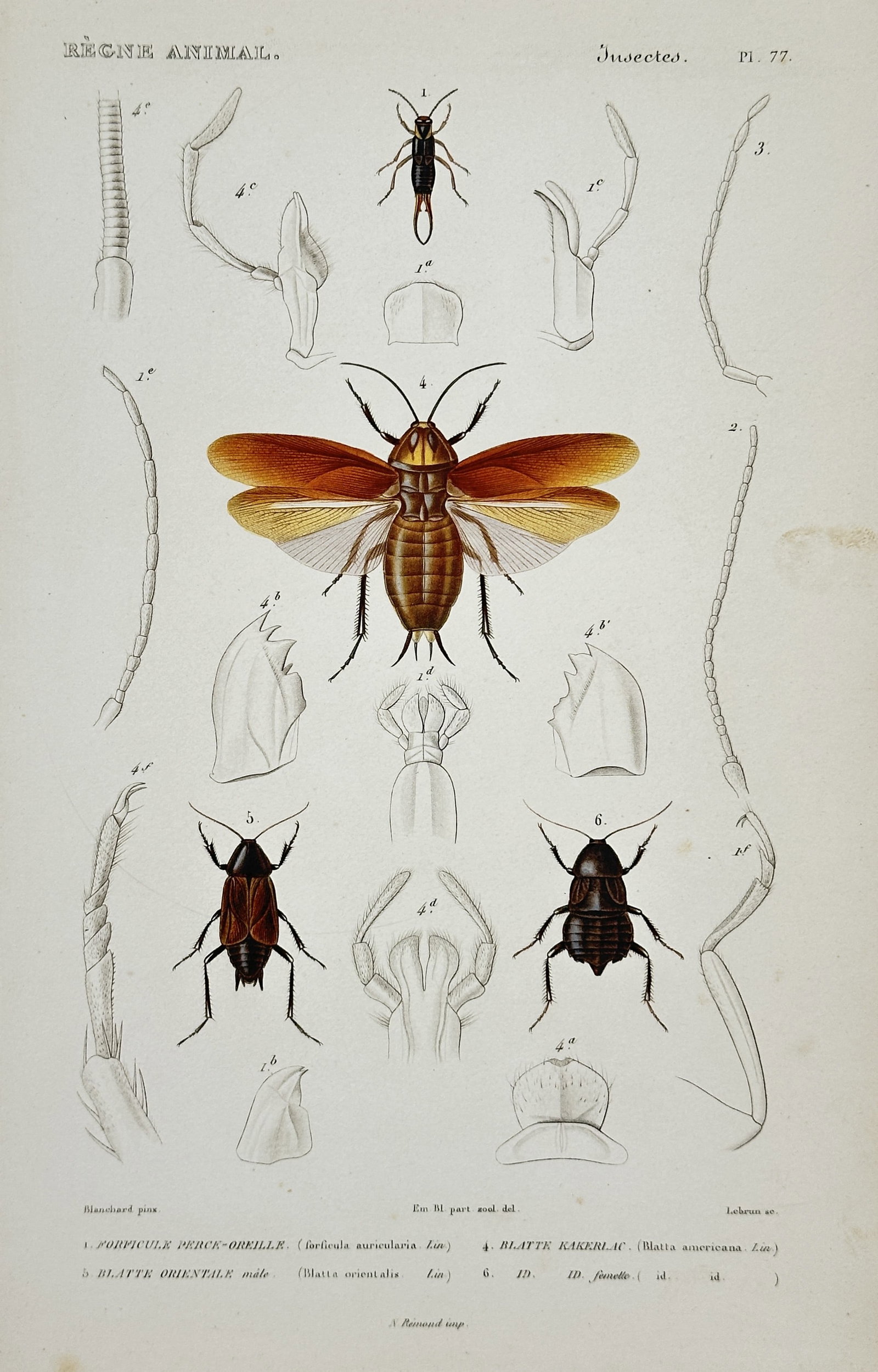 Georges Cuvier – Bugs – Hand-colored copperplate engraving - 19th Century: This hand-colored copperplate engraving published in the renowned zoological treatise Le Règne Animal. Georges Cuvier was a prominent French naturalist and zoologist, recognized as the founder of com