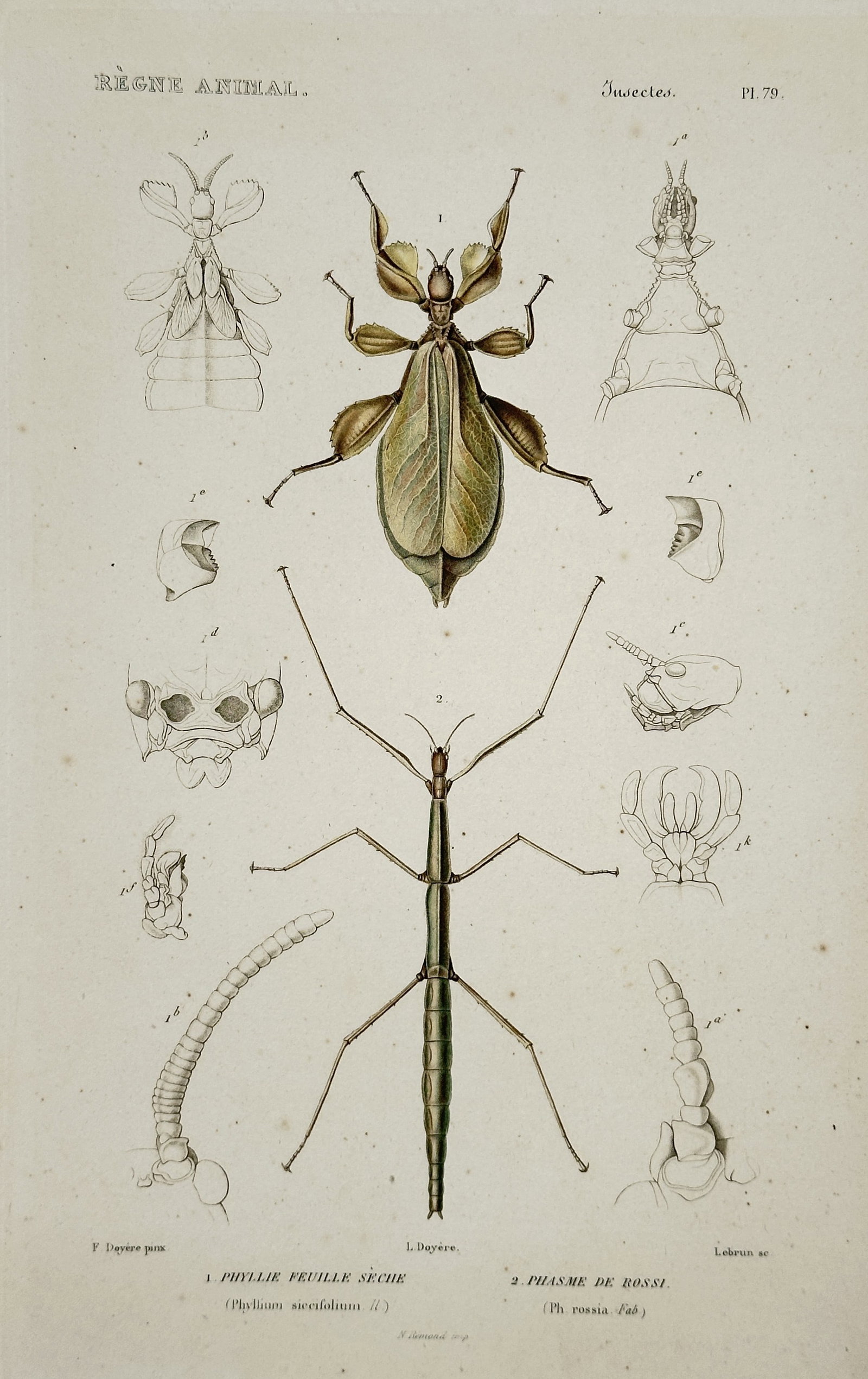 Georges Cuvier – Scarlet Tiger Moths and other Lepidoptera – Hand-colored copperplate engraving: This hand-colored copperplate engraving features various species of moths, including two detailed illustrations of the strikingly colored Scarlet Tiger Moth, alongside the Muslin Vapourer moth and a s