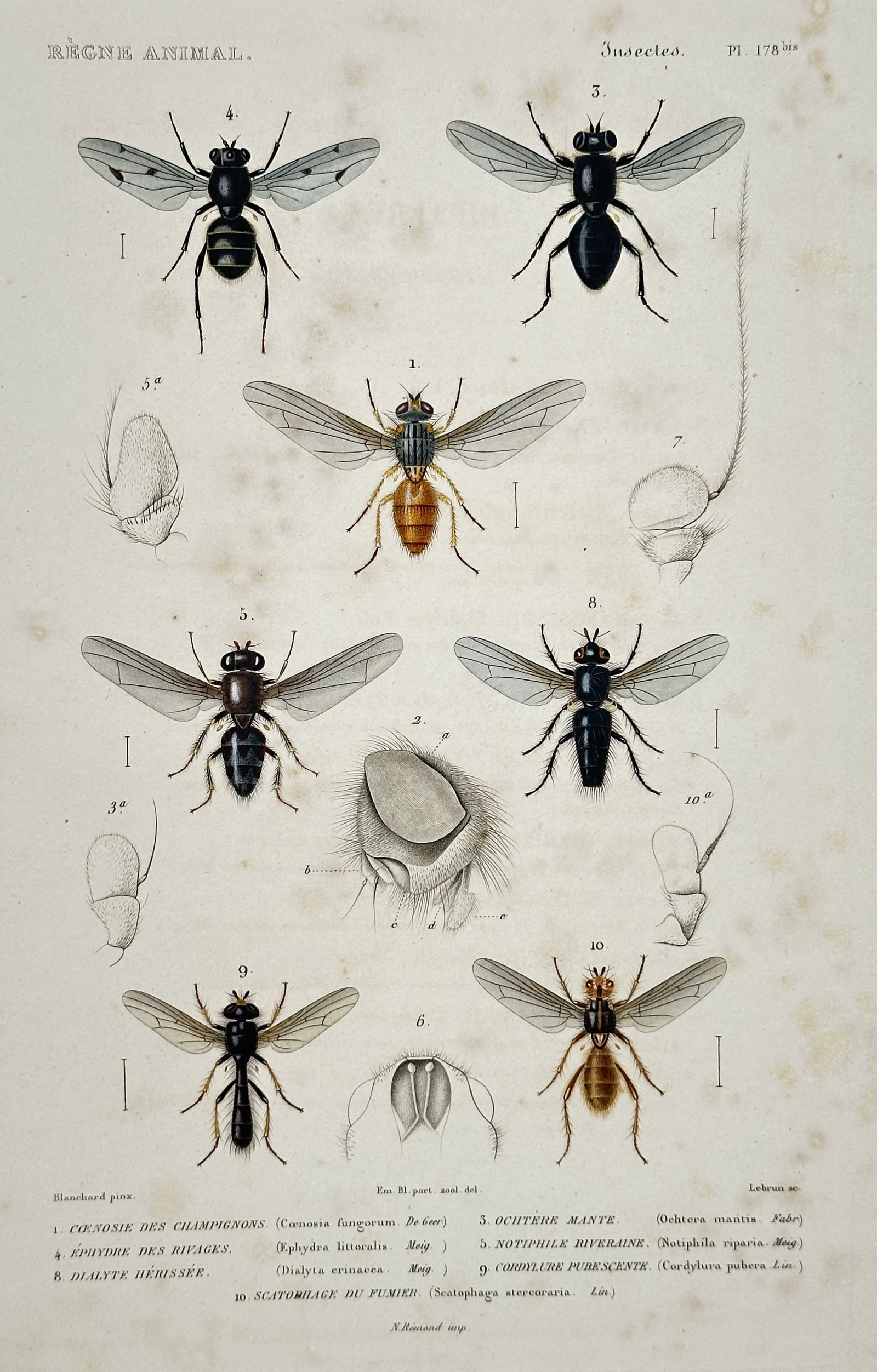 Georges Cuvier – Eastern Coral Snake and other Reptiles – Hand-colored copperplate engraving (1 of 2)