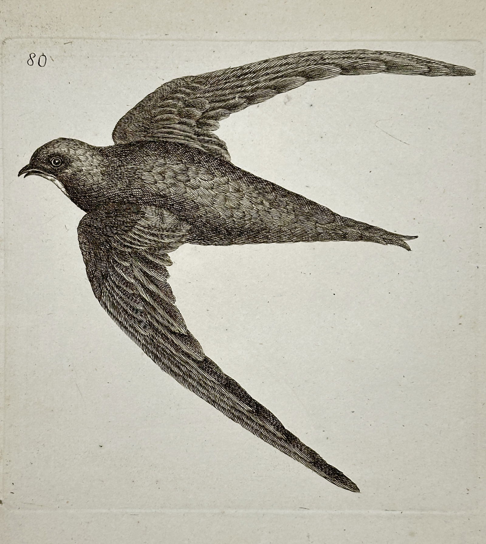 Unknown Artist – Shearwater in Flight – Engraving (19th Century) (1 of 2)