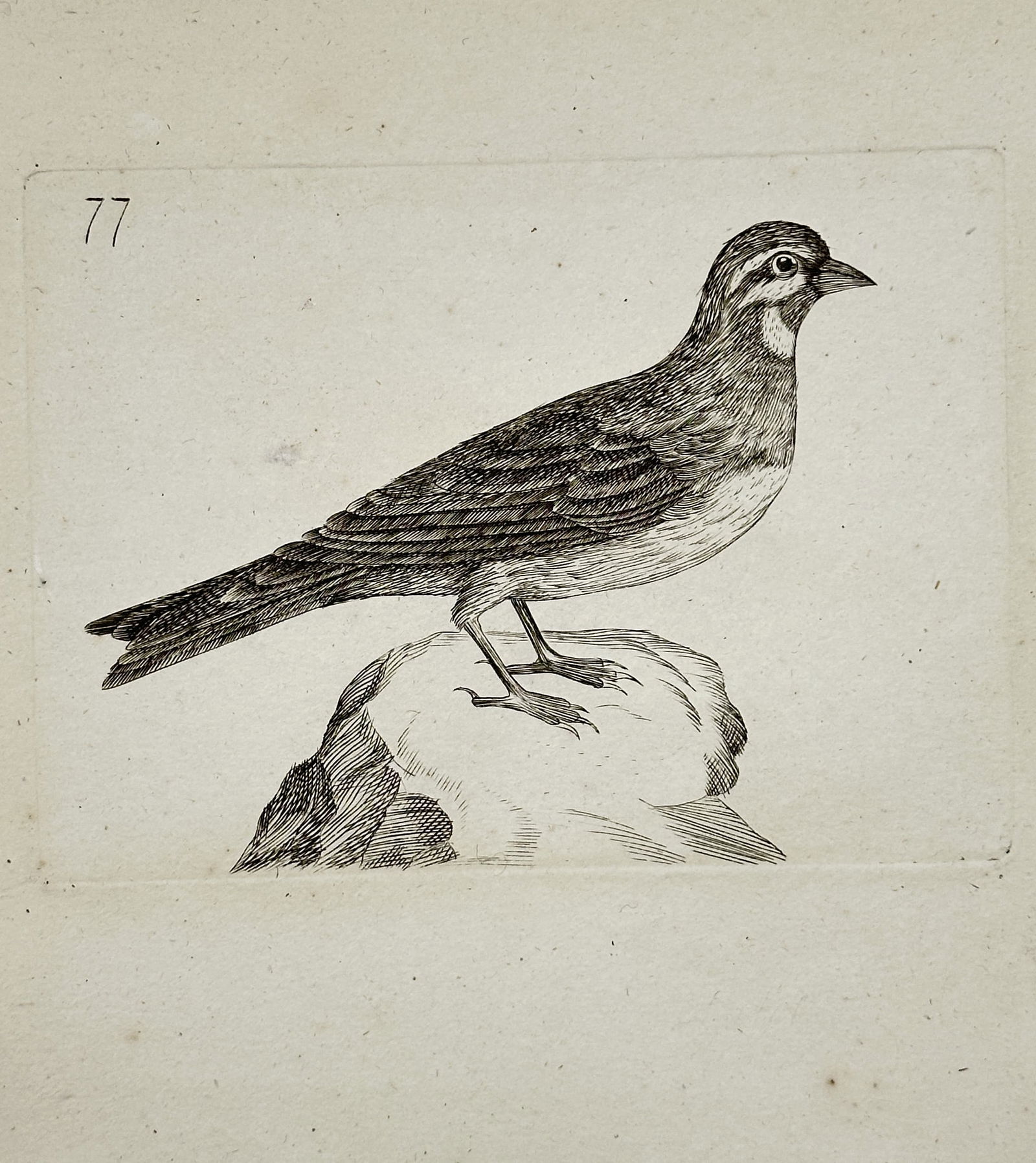 Unknown Artist – Petrel – Engraving (19th Century) (1 of 2)
