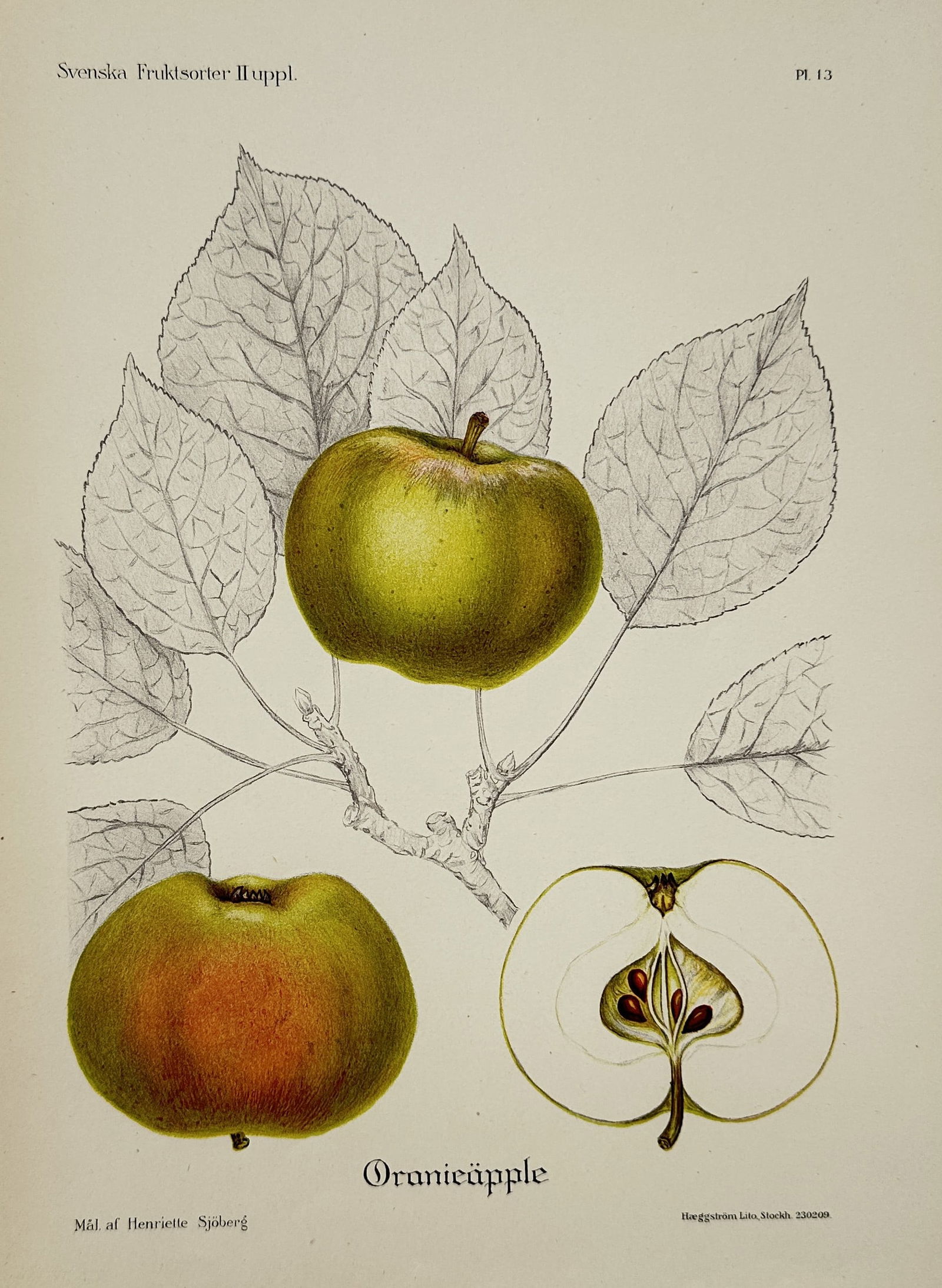 Henriette Sjöberg – Oranieäpple (Orange Apple) – Chromolithograph (Late 19th Century) (1 of 2)