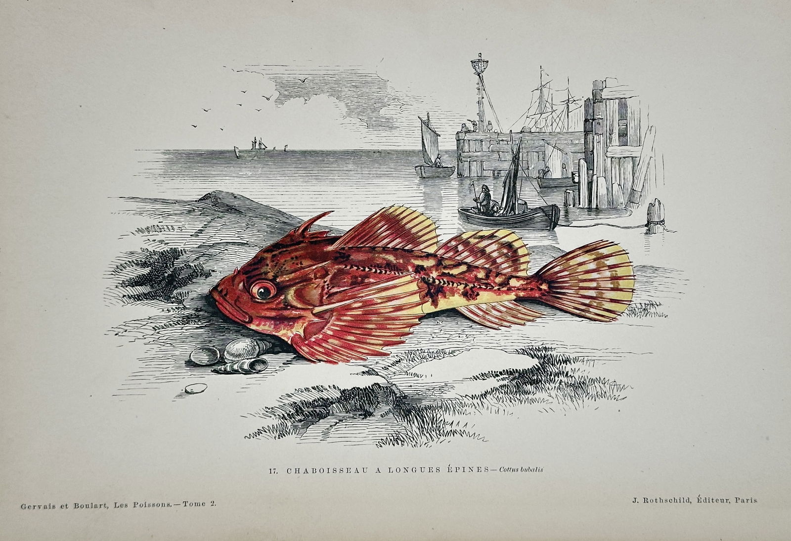 Jules Rothschild – Long-spined Bullhead (Cottus bubalis) – Hand-colored engraving (19th Century) (1 of 2)