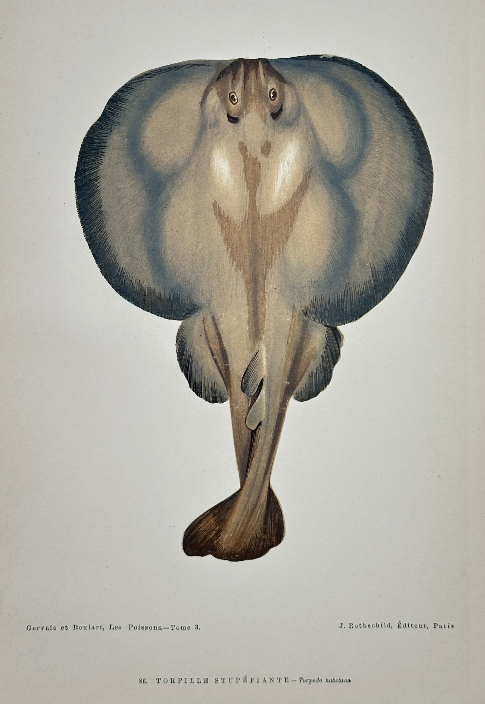 Jules Rothschild – Marbled Electric Ray (Torpedo marmorata) – Hand-colored engraving (19th: This hand-colored engraving illustrates the Marbled Electric Ray (Torpedo marmorata), depicted from a dorsal view, highlighting its flattened, disc-shaped body and coloration. The print originates fro