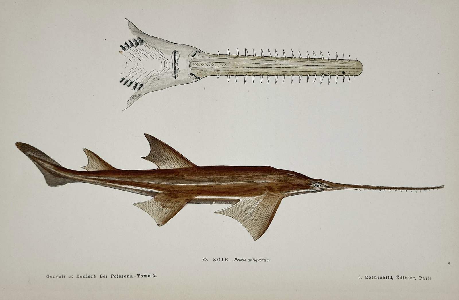Jules Rothschild – Common Sawfish (Pristis antiquorum) – Hand-colored engraving (19th Century): This hand-colored engraving illustrates the Common Sawfish (Pristis antiquorum), showing the entire fish in profile and a separate, detailed view of its long, serrated snout. The print originates from