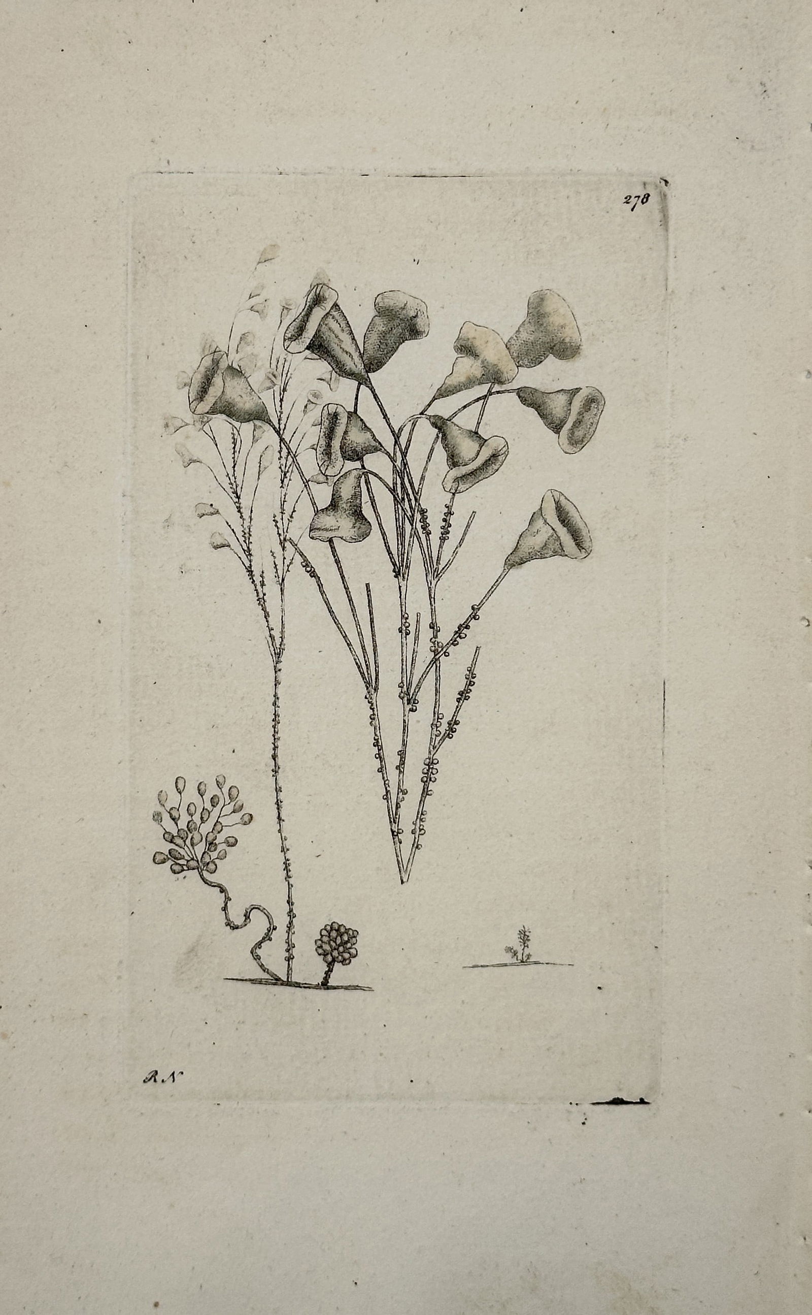 Frederick Nodder – Various Species of Vorticella Ciliates – Copperplate engraving (18th Century): This copperplate engraving originates from George Shaw and Frederick Nodder's The Naturalist's Miscellany, published in 1796. The illustration depicts various species of Vorticella, a genus of bell-sh