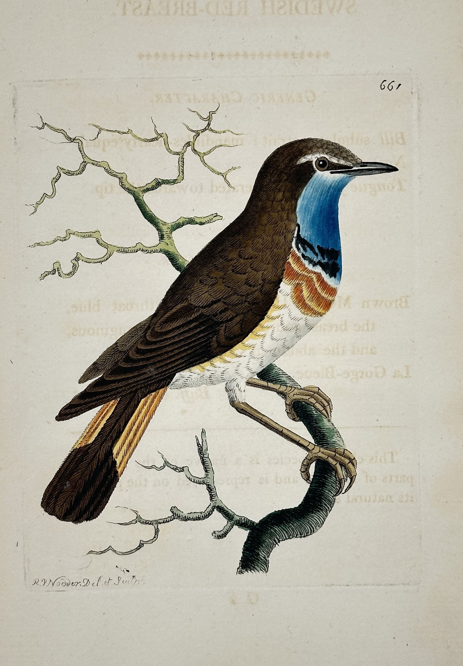 Frederick Nodder – Bluethroat (Motacilla caerulea) – Hand-colored copperplate engraving (18th (1 of 2)