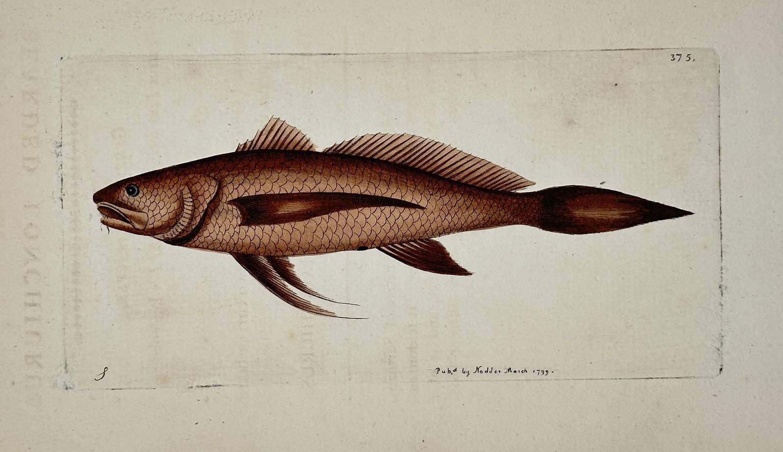 Frederick Nodder – Yellow-Striped Fish (Zoological Illustration) – Hand-colored copperplate: This hand-colored copperplate engraving illustrates a fish specimen, likely a Wrasse or similar species, shown in profile with a distinctive yellow stripe running along its brownish-red body. The prin