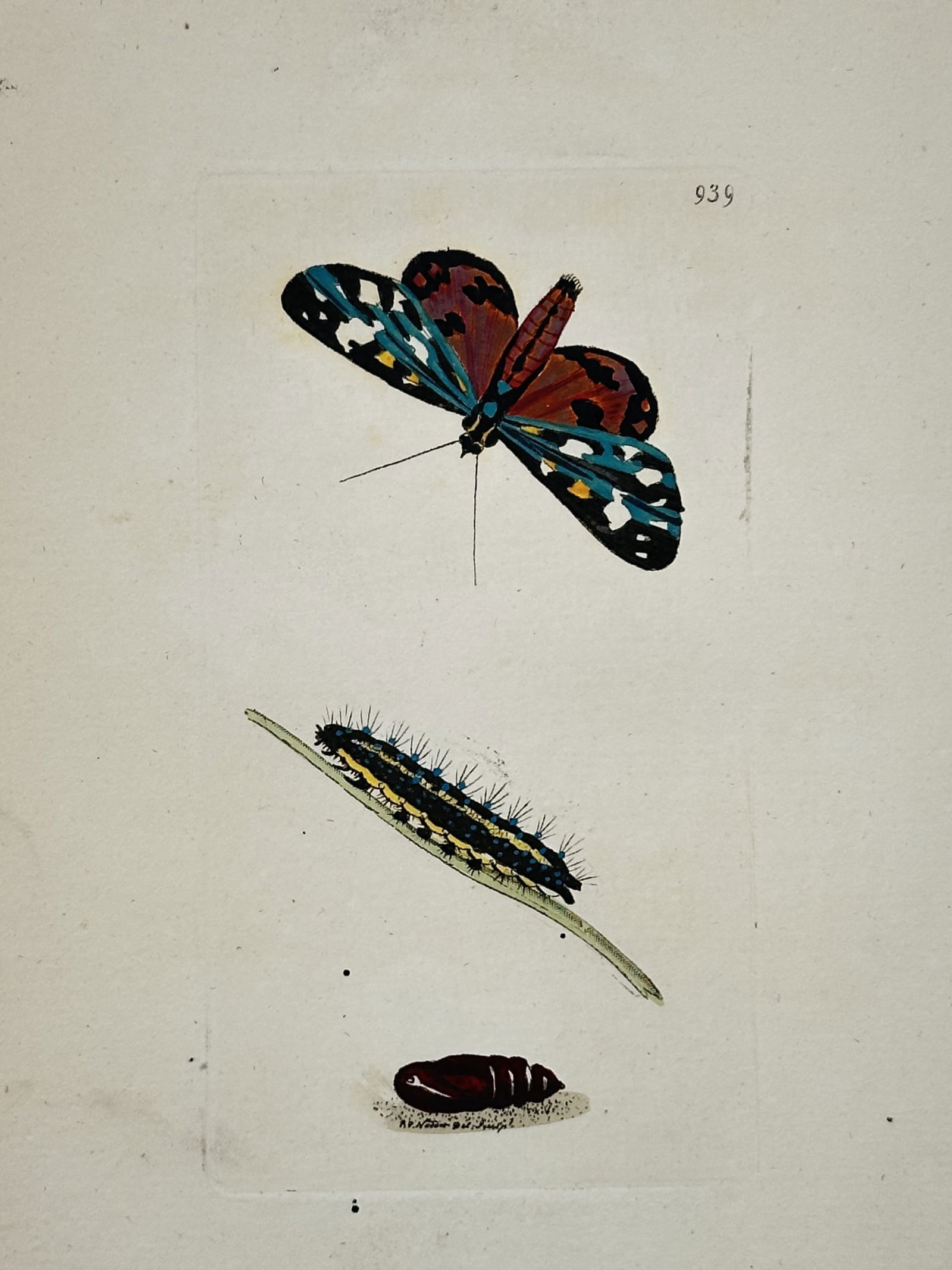 Frederick Nodder – Life Cycle of a Red and Teal Butterfly – Hand-colored copperplate engraving (1 of 2)
