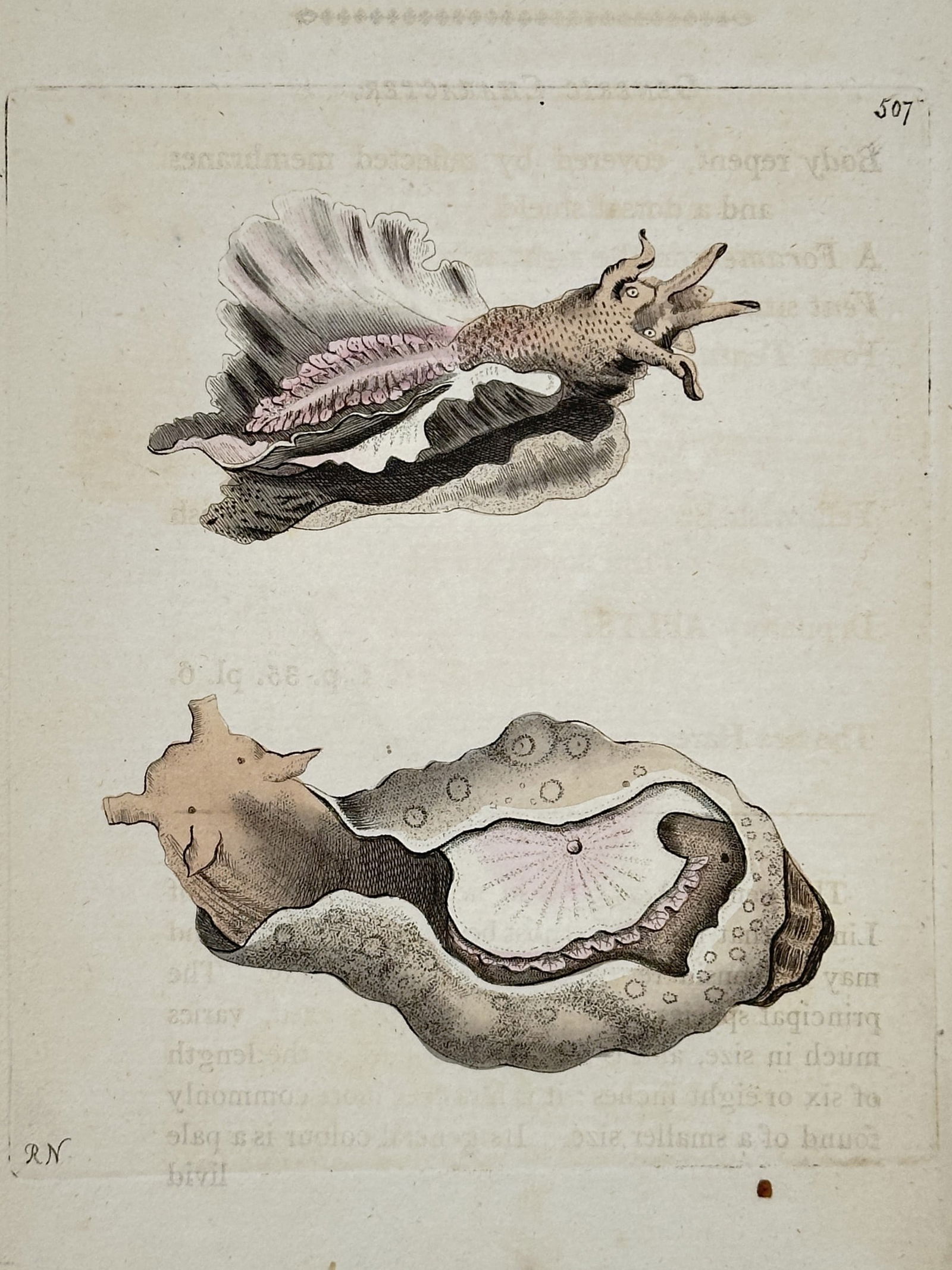 Frederick Nodder – Mediterranean Sea Hare (Aplysia) Zoological Illustration (1 of 2)
