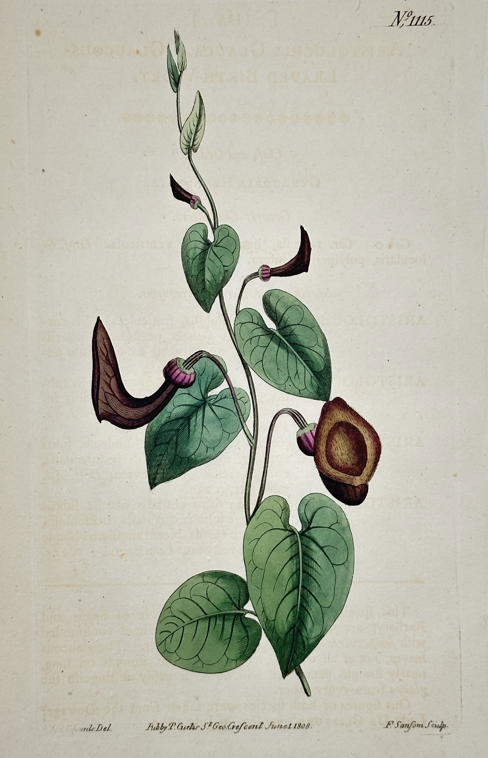 William Curtis – Dutchman's Pipe Botanical Illustration – Hand-colored copperplate engraving (1 of 2)