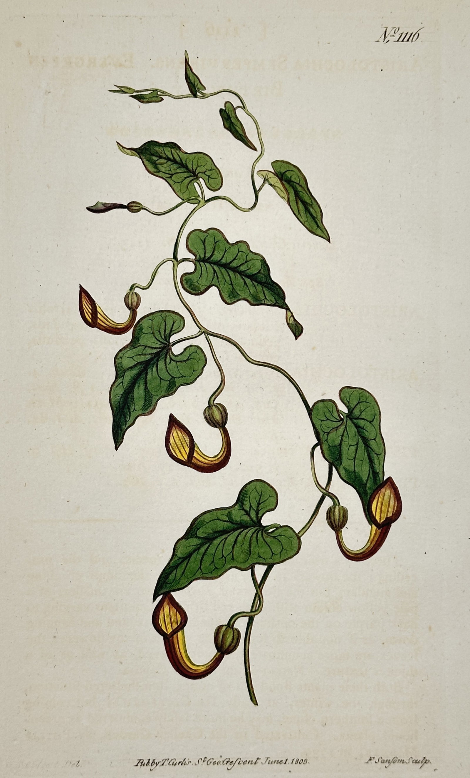William Curtis – Dutchman's Pipe Variation – Hand-colored copperplate engraving: This hand-colored copperplate engraving illustrates a species of Dutchman's Pipe (Aristolochia) vine, showing large, heart-shaped leaves and distinctive slipper-shaped flowers colored yellow and brown