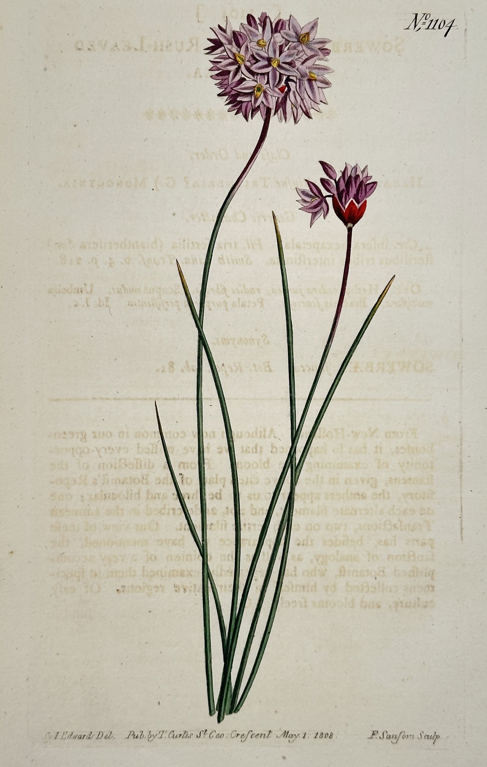 William Curtis – Ornamental Allium Botanical Illustration – Hand-colored copperplate engraving (1 of 2)