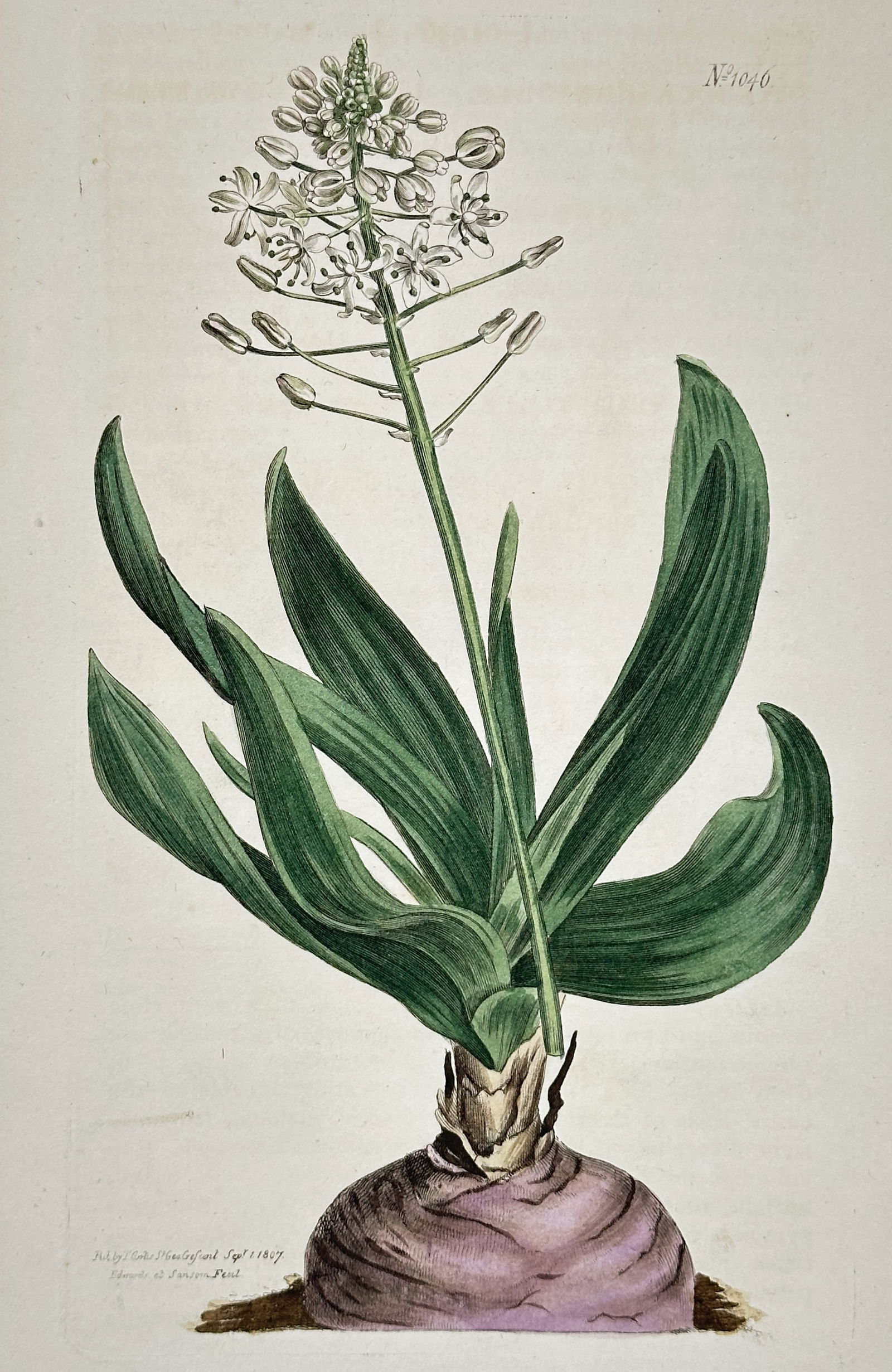 William Curtis – Squill or Bulbous Plant Botanical Illustration – Hand-colored copperplate (1 of 2)