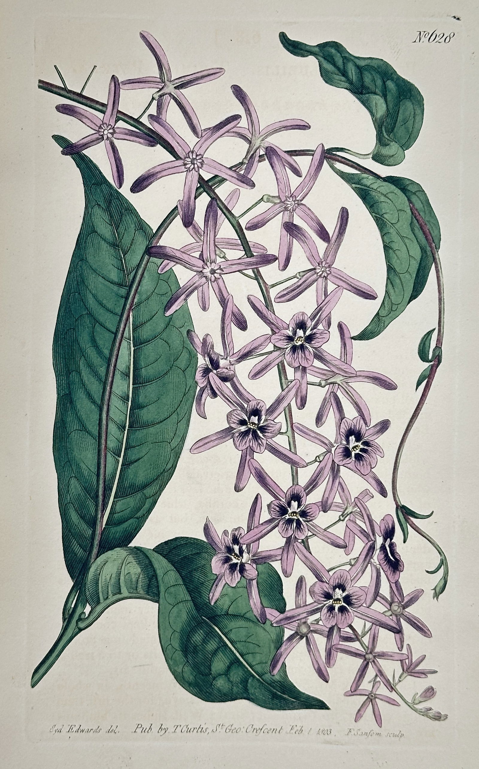 William Curtis – Star-Shaped Flower Vine Botanical Illustration – Hand-colored copperplate (1 of 2)