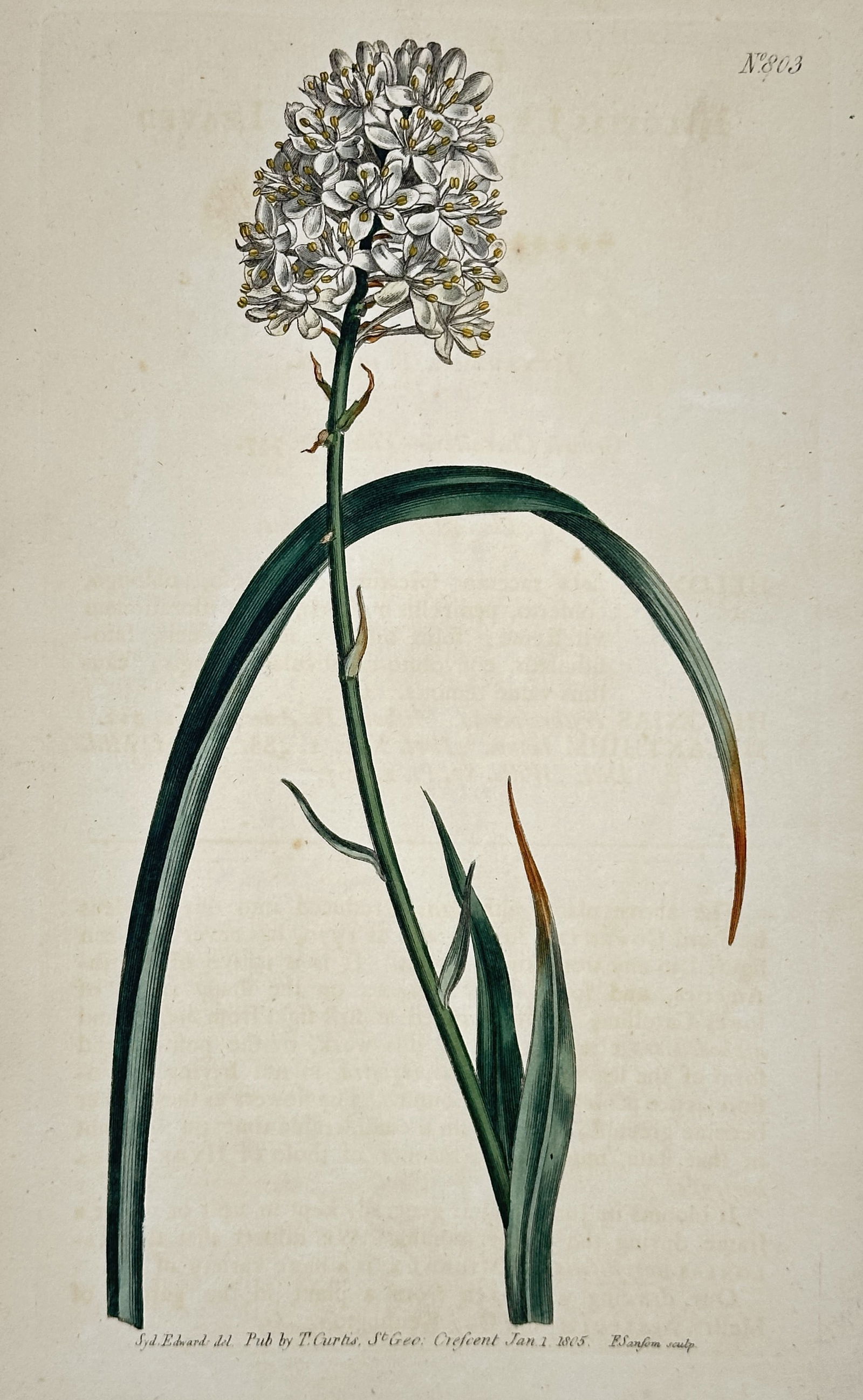 William Curtis – Star-of-Bethlehem Botanical Illustration – Hand-colored copperplate engraving (1 of 2)