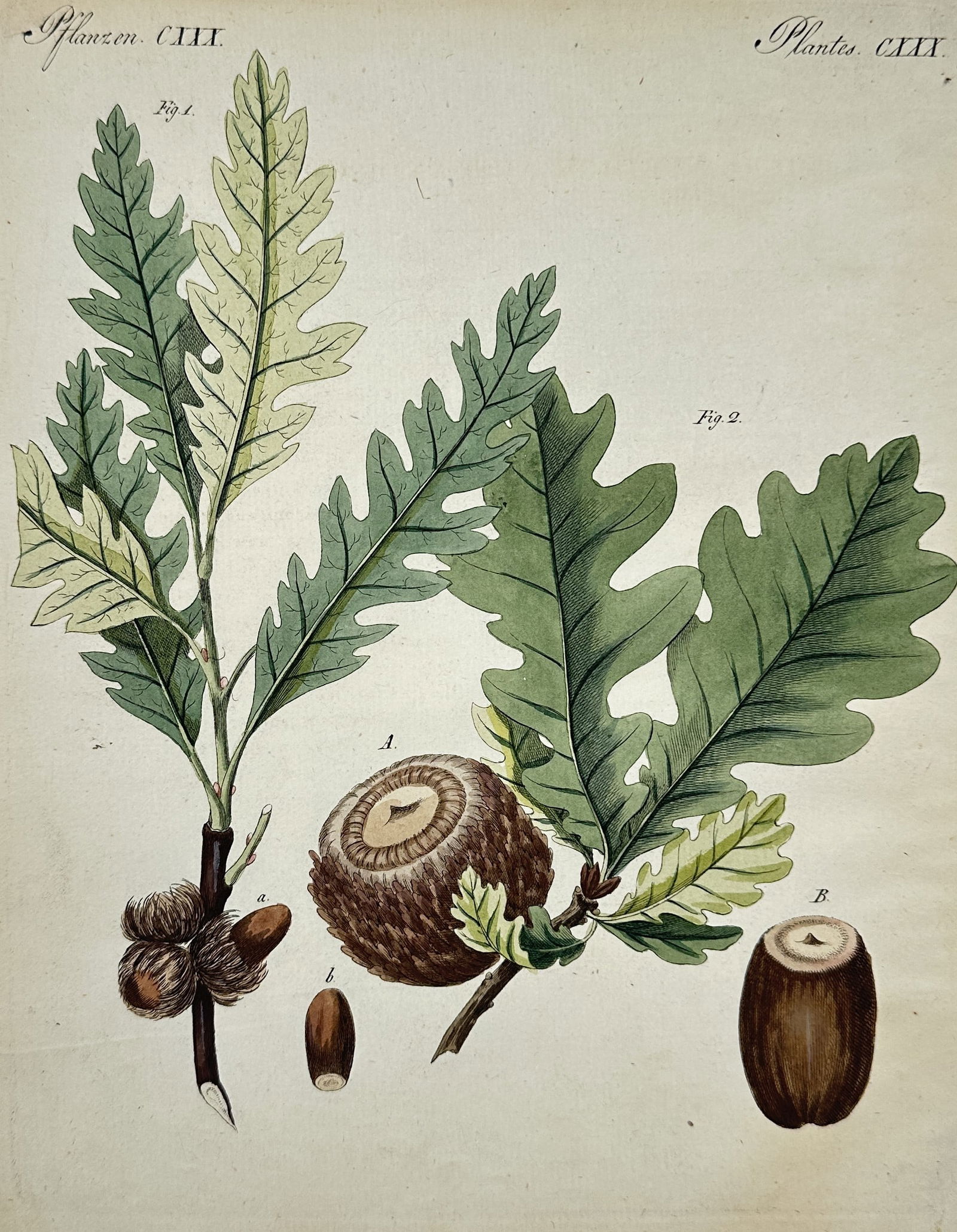 Friedrich Justin Bertuch – Oak Leaves and Acorns Botanical Illustration (1 of 2)