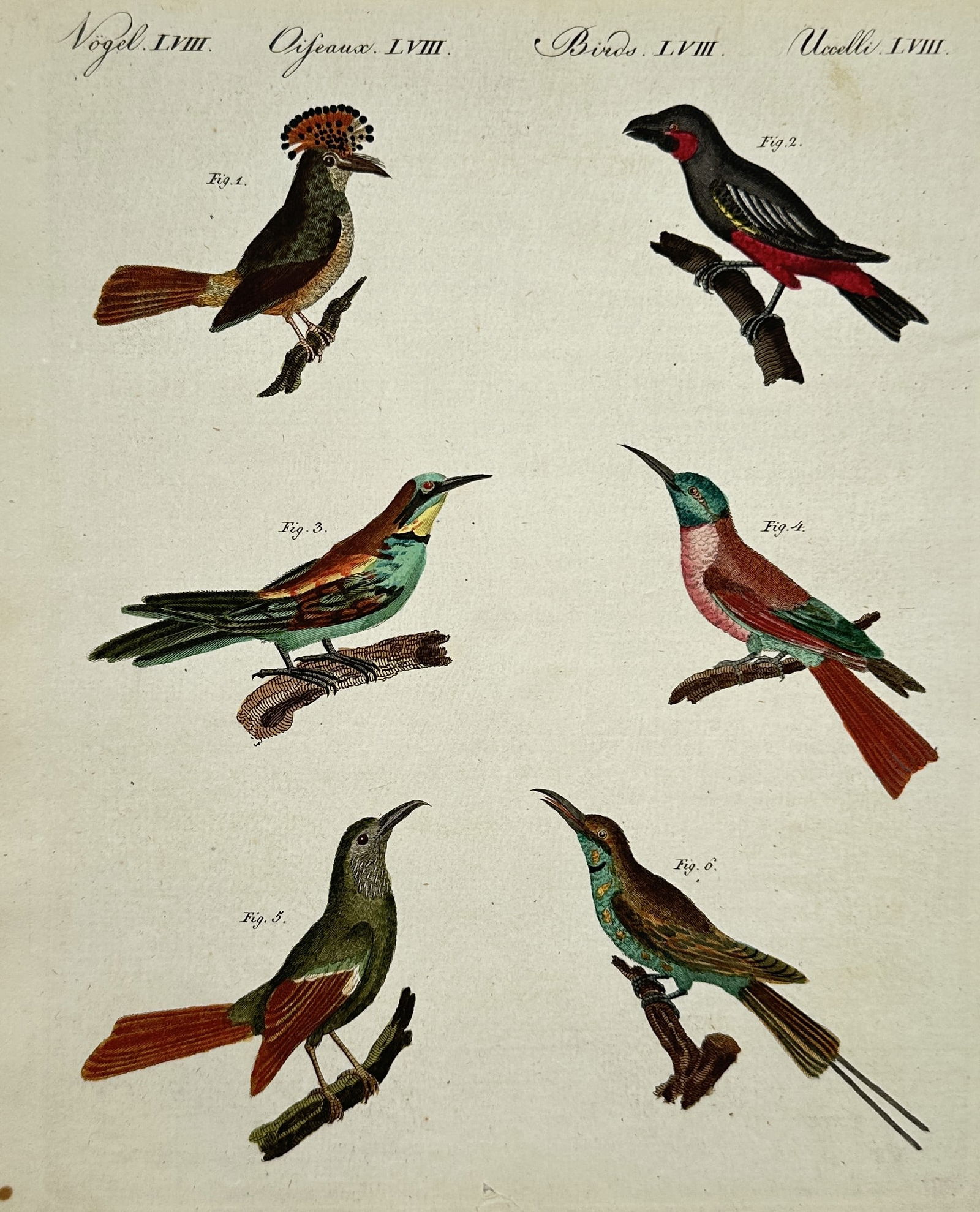 Friedrich Justin Bertuch – Senna and Star-Shaped Flower Botanical Illustration (1 of 2)