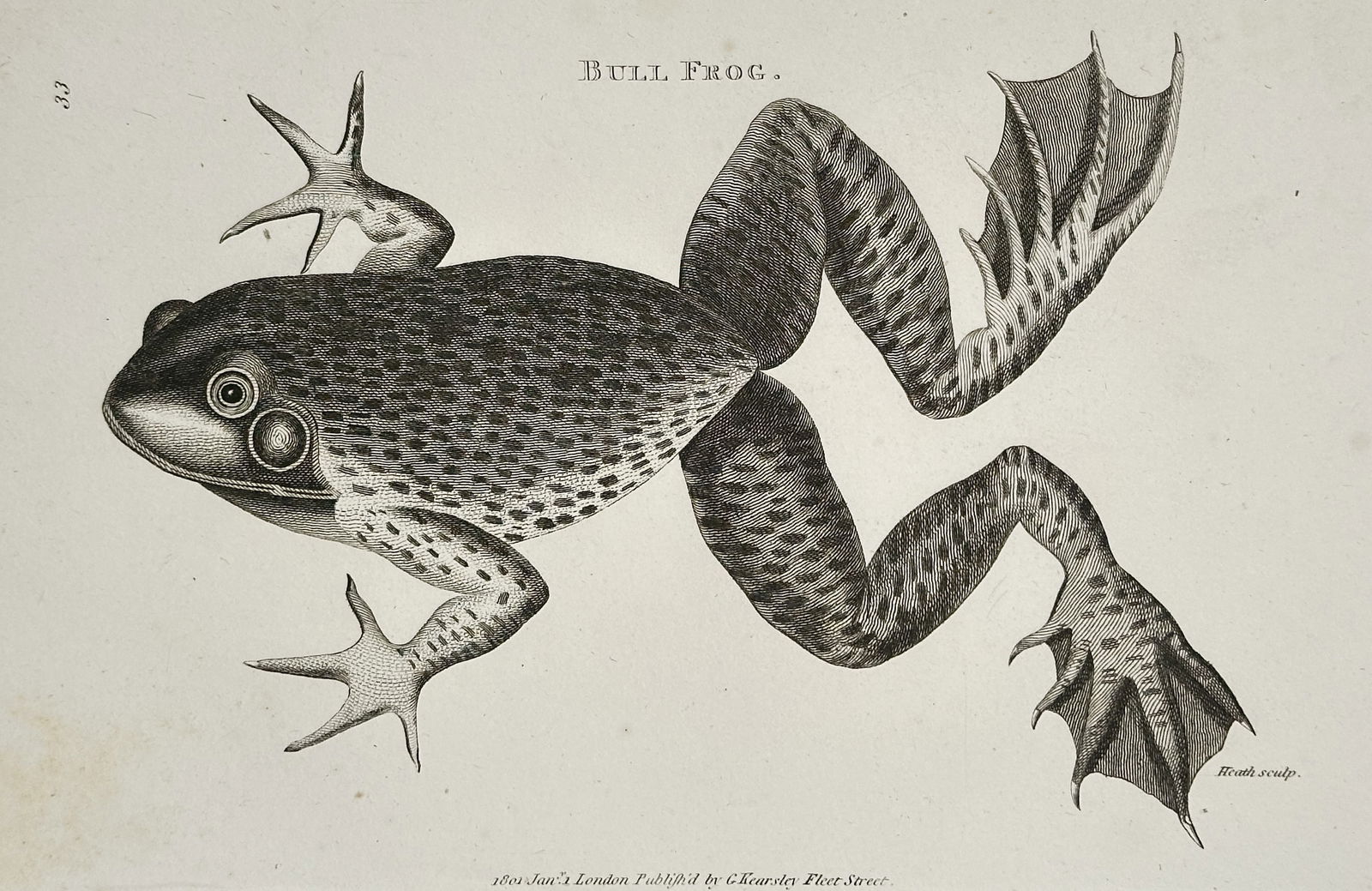 George Shaw (1751–1813) – Bull Frog – Copperplate engraving (1801) (1 of 2)