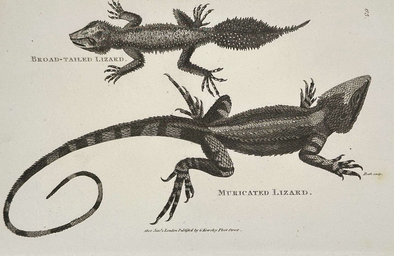 George Shaw (1751–1813) – Broad-Tailed Lizard and Muricated Lizard – Copperplate engraving: This uncolored copperplate engraving depicts two reptiles, the Broad-Tailed Lizard and the Muricated Lizard, rendered with fine stipple and line engraving to accurately illustrate their anatomical and