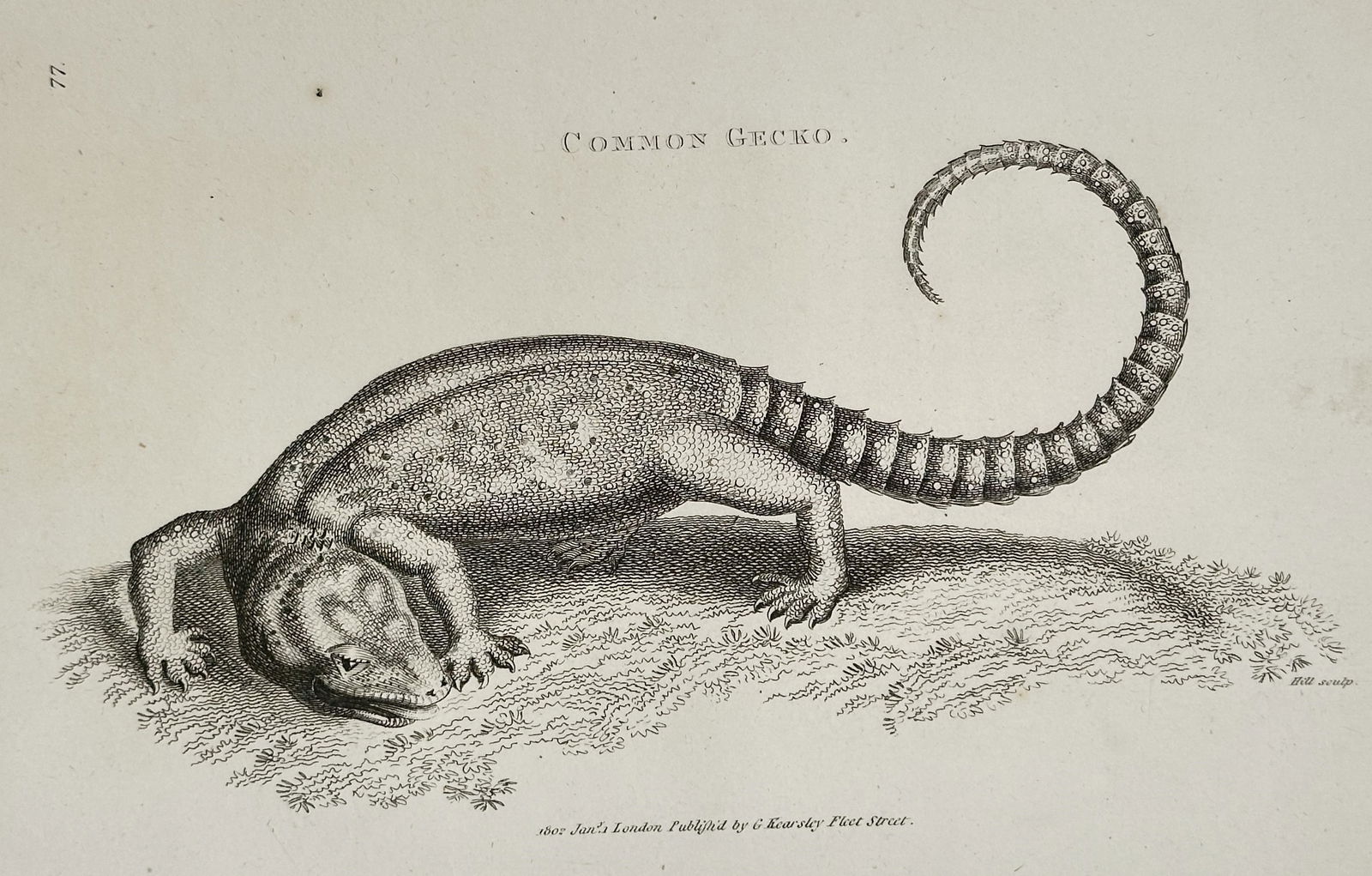 George Shaw (1751–1813) – Common Gecko – Copperplate engraving (1801): This uncolored copperplate engraving depicts a Common Gecko, shown resting on the ground with its tail curled, rendered with fine line engraving to accurately represent its textured skin and anatomy.