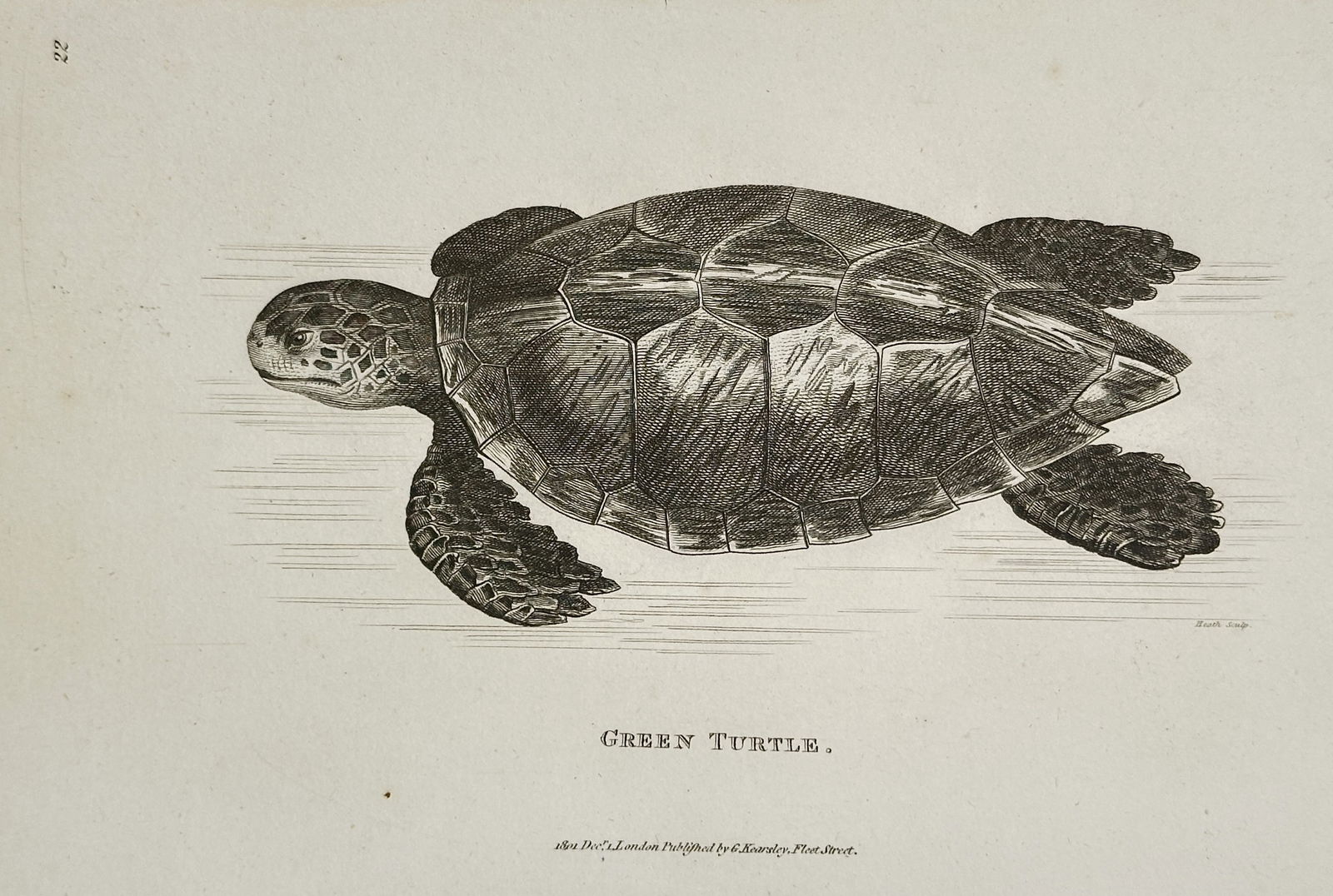 George Shaw (1751–1813) – Green Turtle – Copperplate engraving (1801): This uncolored copperplate engraving depicts a Green Turtle (Chelonia mydas) viewed from above, rendered with fine line engraving to detail the scutes on its carapace and the texture of its flippers.