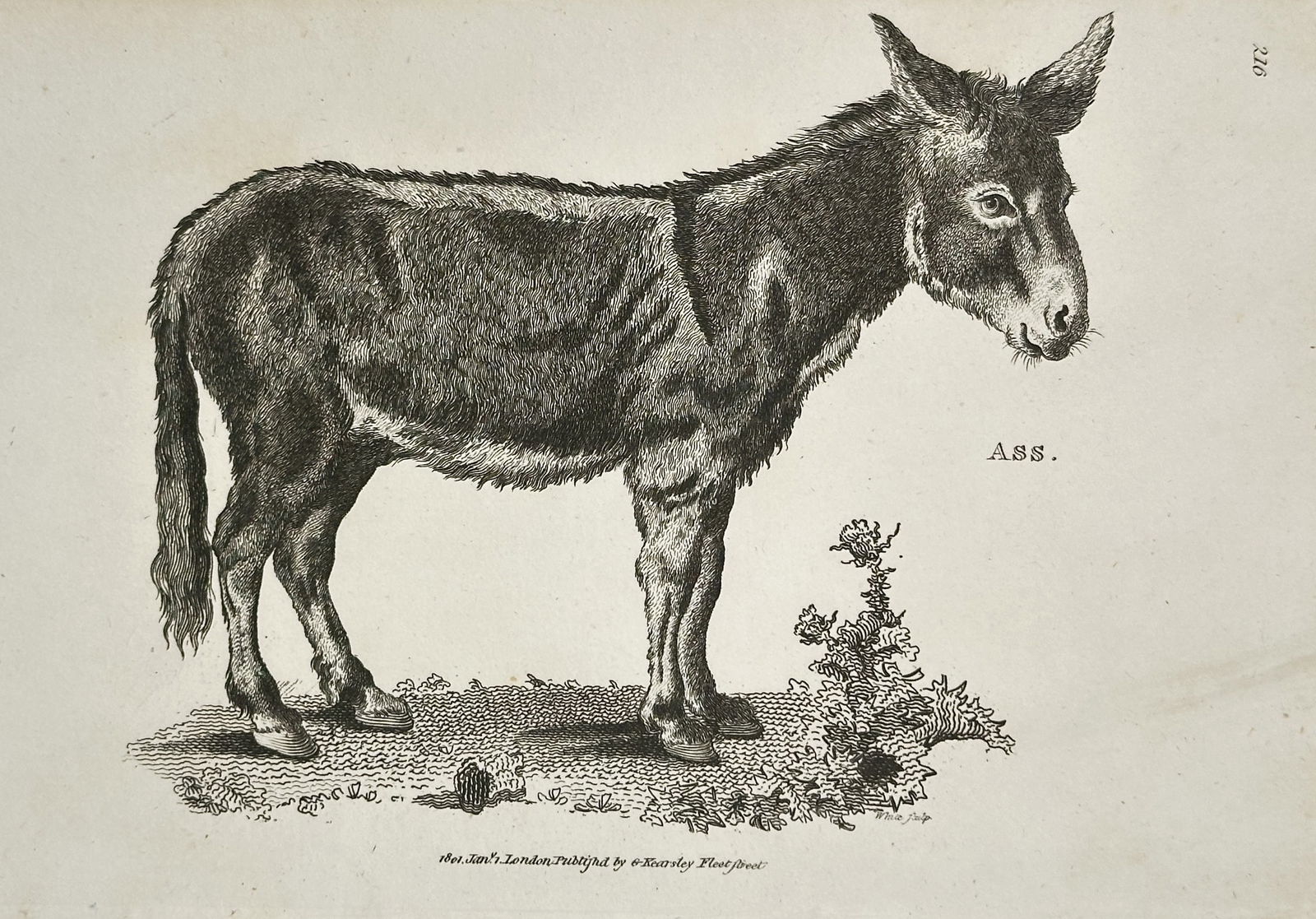 George Shaw (1751–1813) – Ass – Copperplate engraving (1801) (1 of 2)