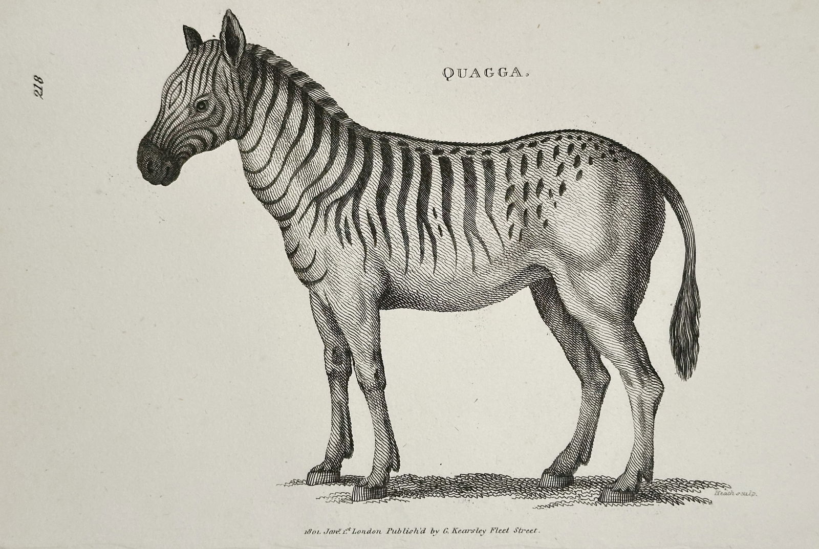 George Shaw (1751–1813) – Quagga – Copperplate engraving (1801) (1 of 2)
