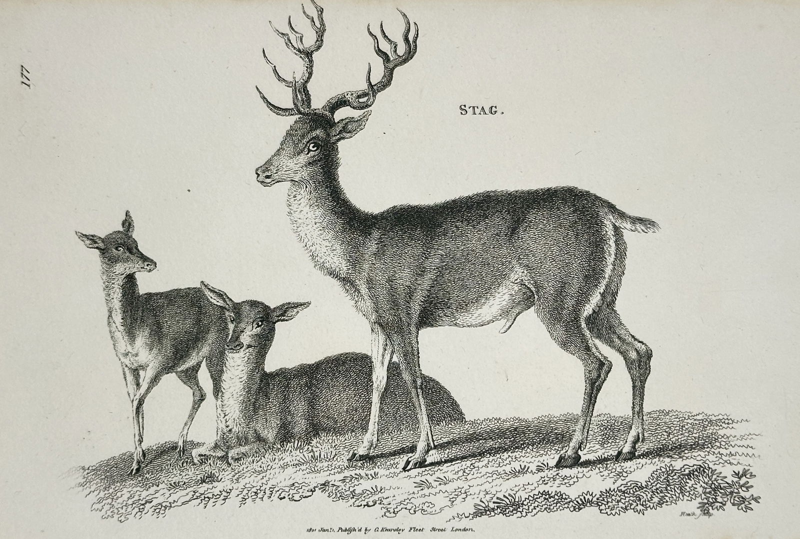 George Shaw (1751–1813) – Stag – Copperplate engraving (1801): This uncolored copperplate engraving depicts a Stag, or adult male deer, standing with two younger deer. The detailed line and stipple engraving accurately capture the large antlers and the musculatur
